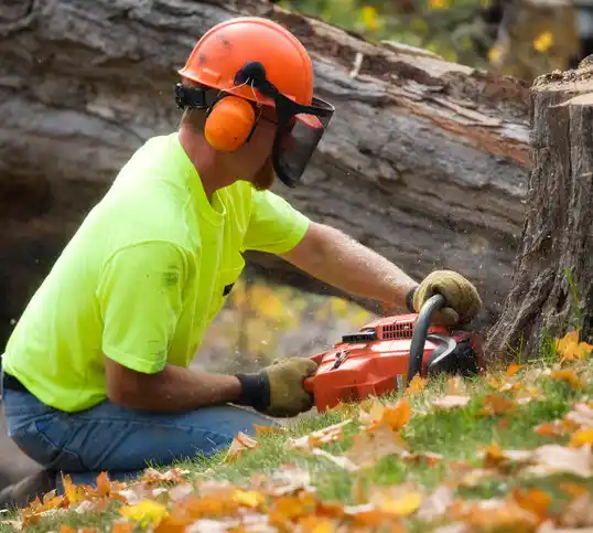 tree services Little Hocking